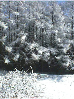 二階から北東側の林（その1）