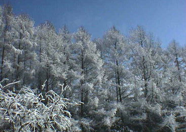 二階から北東側の林（その2）